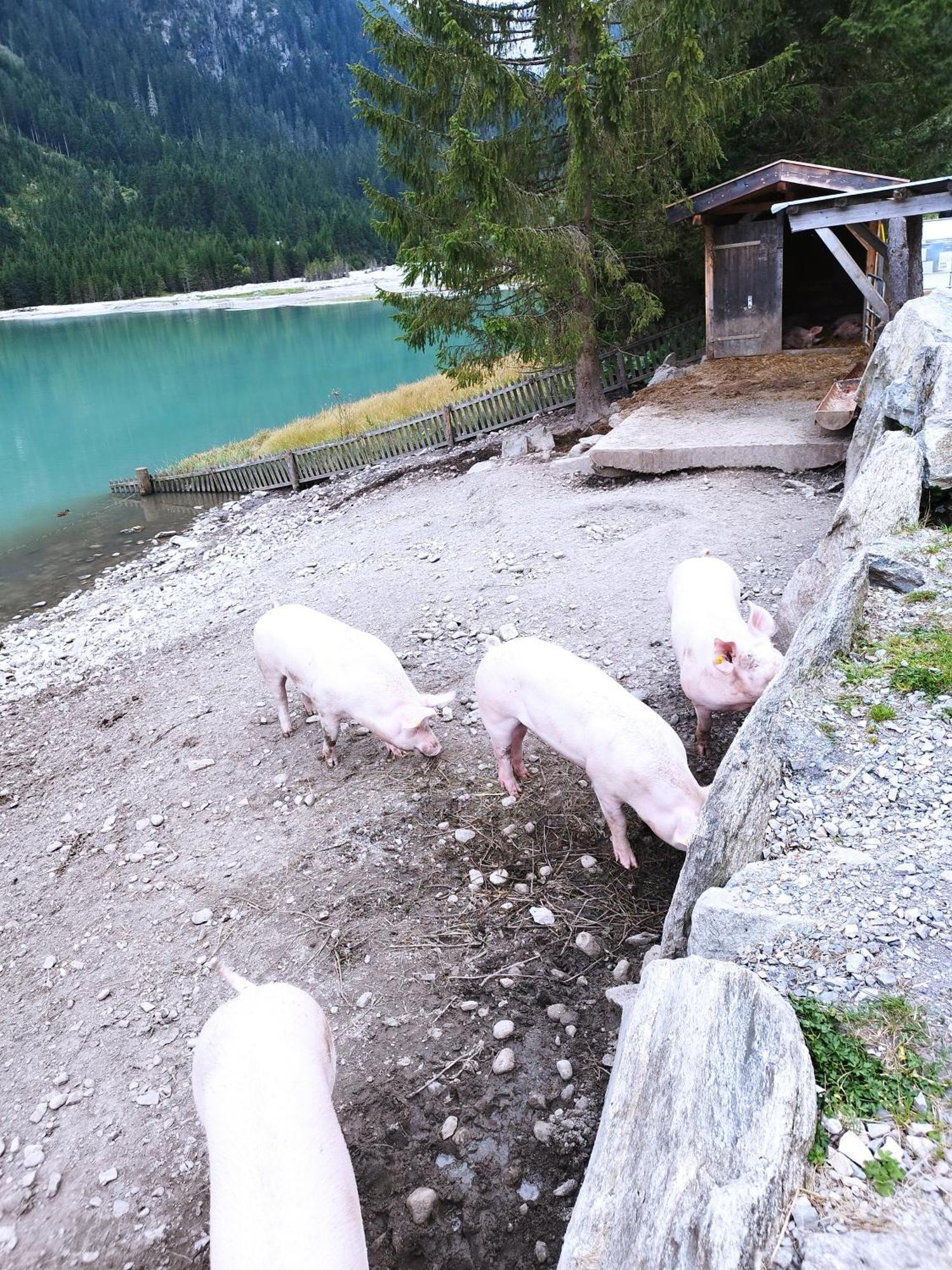 Apart Gerlossteinblick Aschau Im Zillertal Экстерьер фото